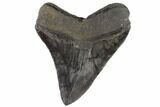 Serrated, Fossil Megalodon Tooth - Georgia #88667-1